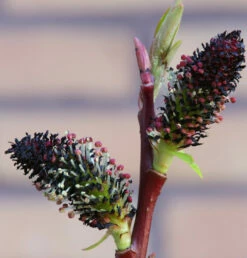 Hochstamm Schwarze Kätzchenweide 60-80cm - Salix Gracilistyla
