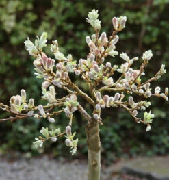 Hochstamm Schweizer Kätzchenweide 40-60cm - Salix Helvetica