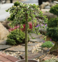Hochstamm Teppichweide 60-80cm - Salix Simulatrix