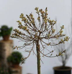 Hochstamm Zwerg Zierweide 40-60cm - Salix Subopposita