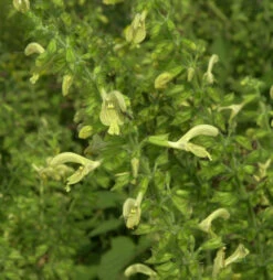 Klebriger Salbei - Salvia Glutinosa