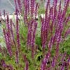 Ziersalbei Amethyst - Salvia Nemorosa 2 Ziersalbei Amethyst - Salvia Nemorosa -NR-01 Verkäufe Salvia nemorosa Amethyst