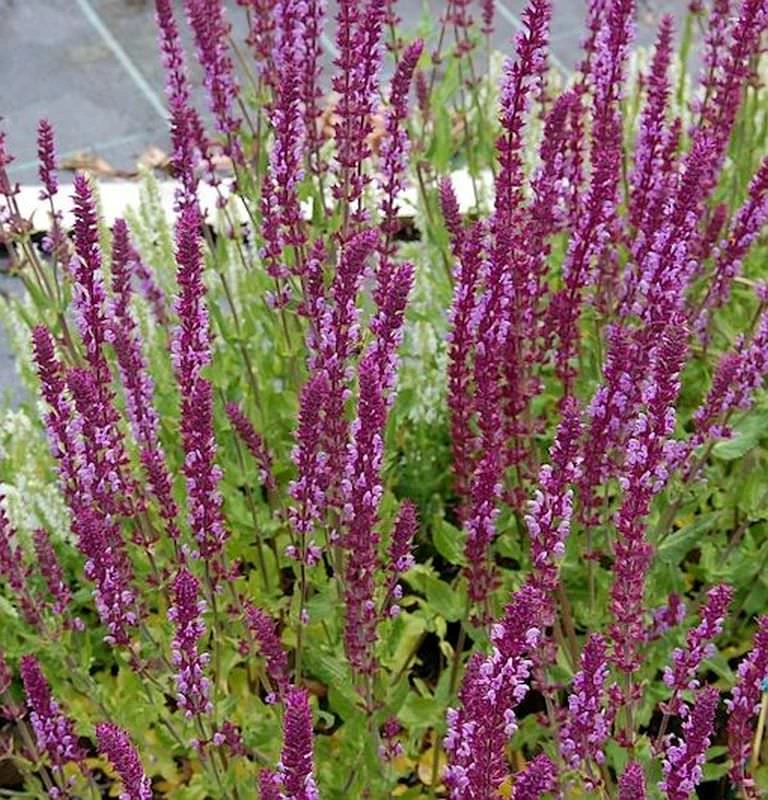 Ziersalbei Amethyst - Salvia Nemorosa 3 Ziersalbei Amethyst - Salvia Nemorosa