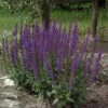Salbei Ostfriesland - Salvia Nemorosa 1 Salbei Ostfriesland - Salvia Nemorosa -NR-01 Verkäufe Salvia nemorosa Ostfriesland 1