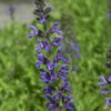 Salbei Rianne - Großer Topf - Salvia Nemorosa 2 Salbei Rianne - Großer Topf - Salvia Nemorosa -NR-01 Verkäufe Salvia nemorosa Rianne