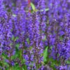 Salbei Viola Klose - Salvia Nemorosa 2 Salbei Viola Klose - Salvia Nemorosa -NR-01 Verkäufe Salvia nemorosa Viola Klose 1