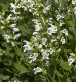 Echter Salbei Albiflora - Salvia Officinalis
