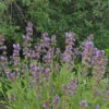 Echter Salbei Würzburg - Salvia Officinalis 1 Echter Salbei Würzburg - Salvia Officinalis -NR-01 Verkäufe Salvia officinalis Wrzburg 1