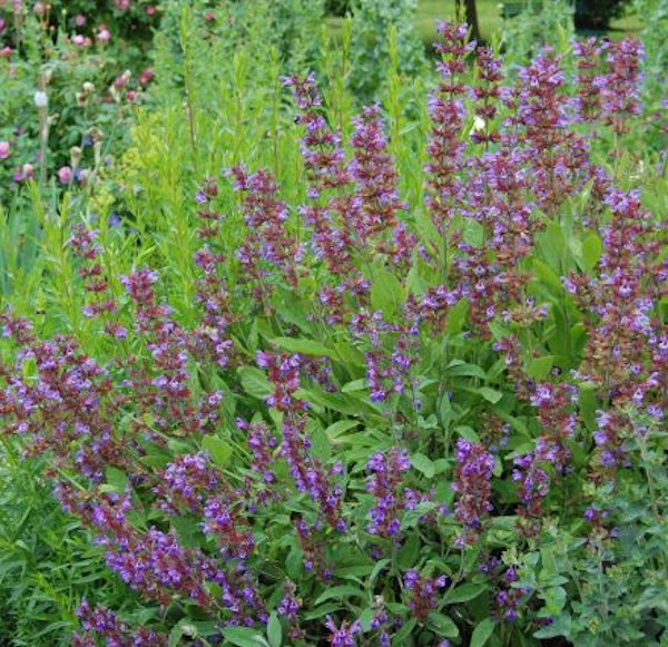 Echter Salbei - Salvia Officinalis 3 Echter Salbei - Salvia Officinalis