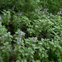 Echter Salbei Berggarten - Salvia Officinalis