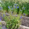 Garten Salbei Royal Blue - Salvia Patens