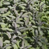 Echter Salbei Purpurascens - Salvia Officinalis 2 Echter Salbei Purpurascens - Salvia Officinalis -NR-01 Verkäufe Salvia fficinalis Purpurascens