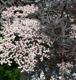 Schwarzer Holunder Black Lace® 60-80cm - Sambucus Nigra