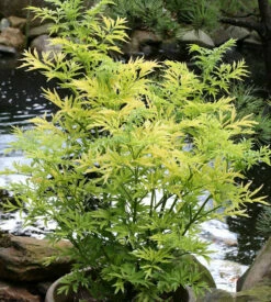 Gelblaubiger Säulen Holunder Golden Tower 30-40cm - Sambucus Nigra
