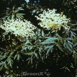 Grünblättriger Schlitz-Holunder Laciniata 80-100cm - Sambucus Nigra