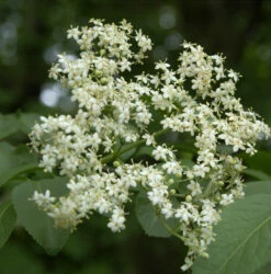 Schlanker Holunder Obelisk 60-80cm - Sambucus Nigra