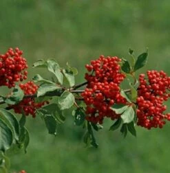 Rote Holunder 60-80cm - Sambucus Racemosa