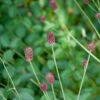 Wiesenknopf Tanna - Sanguisorba Officinalis 2 Wiesenknopf Tanna - Sanguisorba Officinalis -NR-01 Verkäufe Sanguisorba officinalis Tanna 1