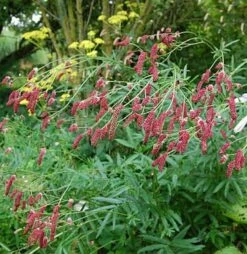 Garten Wiesenkopf Pink Elephant - Sanguisorba Tenuifolia