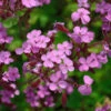 Rote Seifenkraut - Saponaria Ocymoides -NR-01 Verkäufe Saponariaocymoides