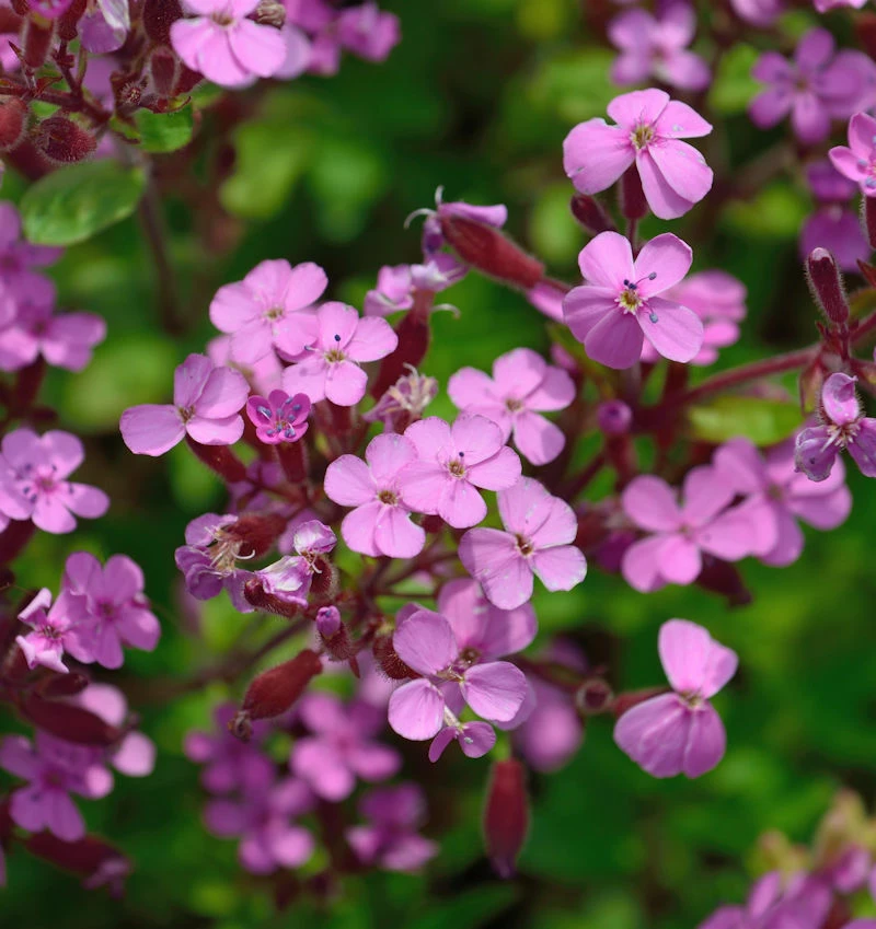 Rote Seifenkraut - Saponaria Ocymoides 3 Rote Seifenkraut - Saponaria Ocymoides