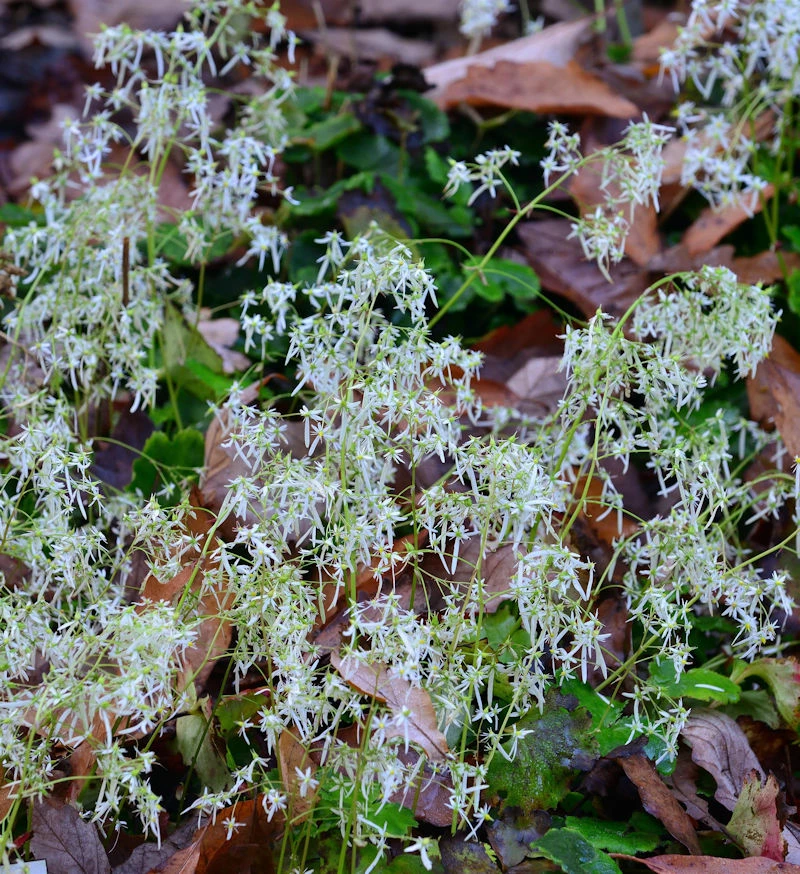 Steinbrech Wada - Saxifraga Cortusifolia 3 Steinbrech Wada - Saxifraga Cortusifolia