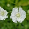 Kaukasus Skabiose Miss Willmott - Scabiosa Caucasica -NR-01 Verkäufe Scabiosa Miss Willmott