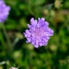 Tauben Skabiose Butterfly Blue - Scabiosa Columbaria -NR-01 Verkäufe Scabiosa columbaria ButterflyBlue