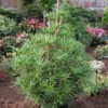 Japanische Schirmtanne Platyno 50-60cm - Sciadopitys Verticillata 1 Japanische Schirmtanne Platyno 50-60cm - Sciadopitys Verticillata -NR-01 Verkäufe Sciadopitys verticillata Platyno 1