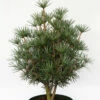 Japanische Zwerg Schirmtanne Kobito 60-70cm - Sciadopitys Verticillata -NR-01 Verkäufe Sciadopitys verticillataKobito