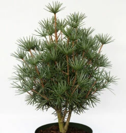 Japanische Zwerg Schirmtanne Kobito 60-70cm - Sciadopitys Verticillata