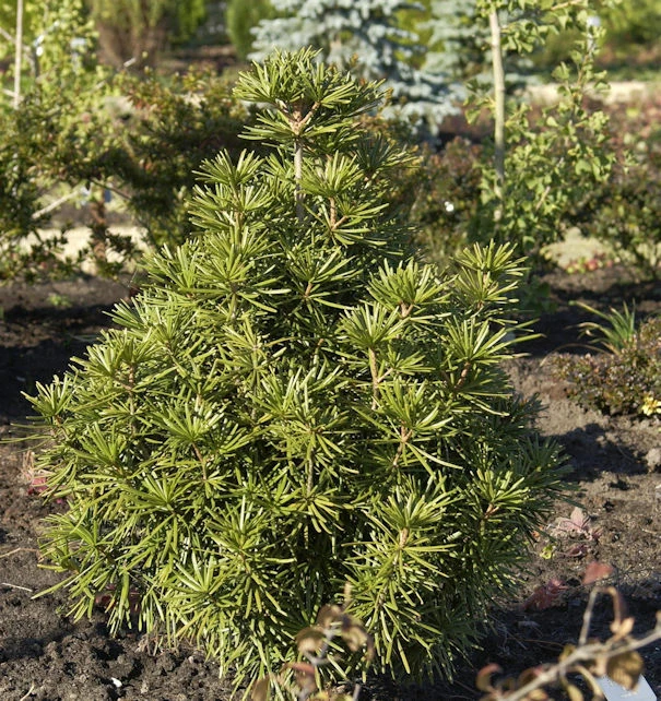 Japanische Schirmtanne 60-70cm - Sciadopitys Verticillata 3 Japanische Schirmtanne 60-70cm - Sciadopitys Verticillata