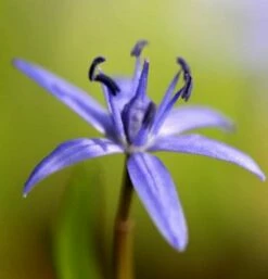 Zweiblättriger Blaustern - Scilla Bifolia