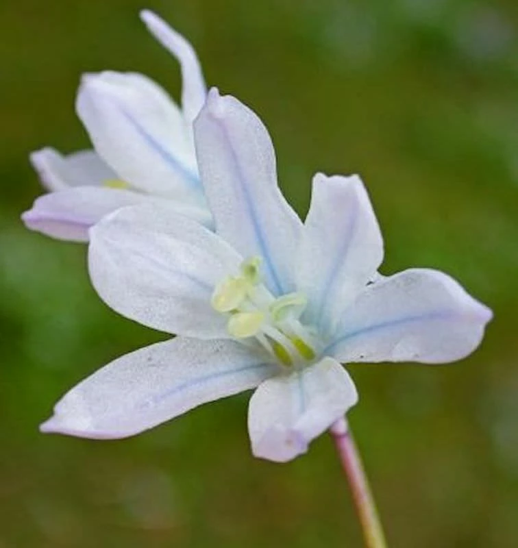 Sibirischer Blaustern Alba - Scilla Siberica 3 Sibirischer Blaustern Alba - Scilla Siberica