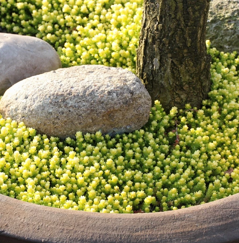 Scharfer Mauerpfeffer Aureum - Sedum Acre Aureum 3 Scharfer Mauerpfeffer Aureum - Sedum Acre Aureum