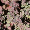 Pflaumen Fetthenne Robustum - Großer Topf - Sedum Cauticola -NR-01 Verkäufe Sedum cauticola Robustum