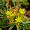 Fetthenne Weihenstephaner Gold - Großer Topf - Sedum Floriferum 1 Fetthenne Weihenstephaner Gold - Großer Topf - Sedum Floriferum -NR-01 Verkäufe Sedum floriferum Weihenstephaner Gold 1 1