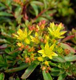 Fetthenne Weihenstephaner Gold - Großer Topf - Sedum Floriferum