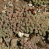 Spanischer Mauerpfeffer - Sedum Hispanicum 2 Spanischer Mauerpfeffer - Sedum Hispanicum -NR-01 Verkäufe Sedum hispanicum