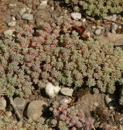 Spanischer Mauerpfeffer - Sedum Hispanicum