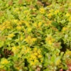 Kamtschatka Fetthenne - Sedum Kamtschaticum -NR-01 Verkäufe Sedum kamtschaticum