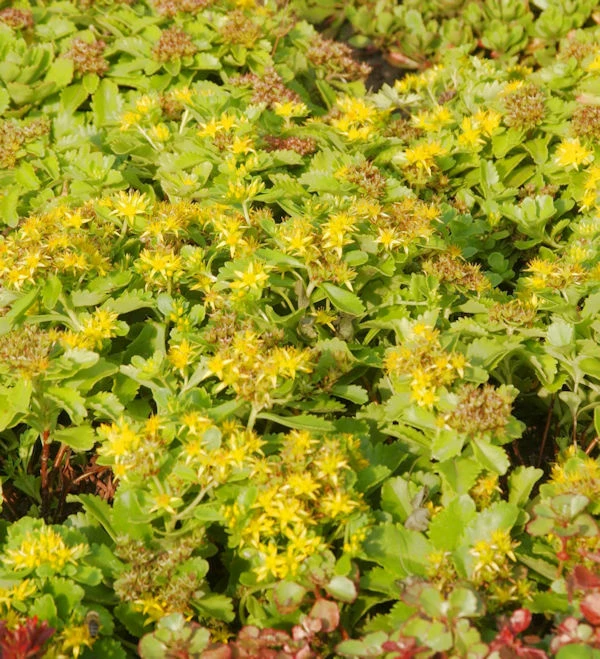 Kamtschatka Fetthenne - Sedum Kamtschaticum 3 Kamtschatka Fetthenne - Sedum Kamtschaticum