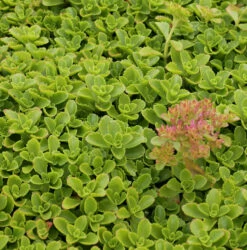 Kaukasus Asienfetthenne - Sedum Spurium