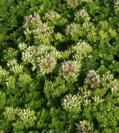 Kaukasus Asienfetthenne Album Superbum - Sedum Spurium