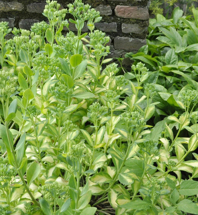Große Fetthenne Frosty Morn - Sedum Telephium 3 Große Fetthenne Frosty Morn - Sedum Telephium