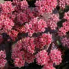 Große Fetthenne Karfunkelstein - Sedum Maximum 1 Große Fetthenne Karfunkelstein - Sedum Maximum -NR-01 Verkäufe Sedum telephium Karfunkelstein