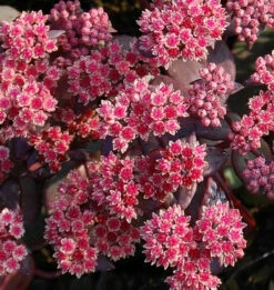 Große Fetthenne Karfunkelstein - Sedum Maximum