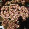 Große Fetthenne Matrona - Großer Topf - Sedum Maximum -NR-01 Verkäufe Sedum telephium Matrona