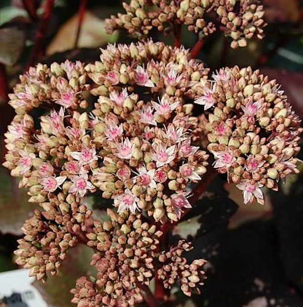 Große Fetthenne Matrona - Großer Topf - Sedum Maximum 3 Große Fetthenne Matrona - Großer Topf - Sedum Maximum
