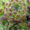 Dachwurz Reinhard - Sempervivum Cultorum 1 Dachwurz Reinhard - Sempervivum Cultorum -NR-01 Verkäufe Sempervivum Hybrid Reinhard